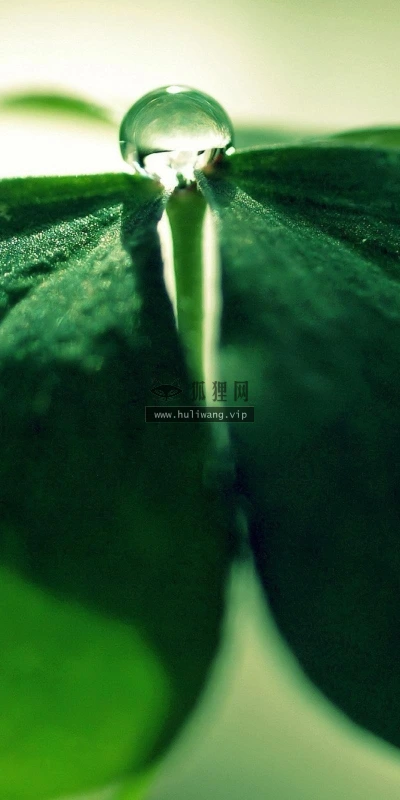【13917】植物壁纸  2K 高清壁纸2560_1600@青蛙壁纸-笨猫小站