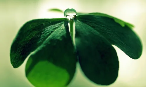 【13917】植物壁纸  2K 高清壁纸2560_1600@青蛙壁纸-笨猫小站