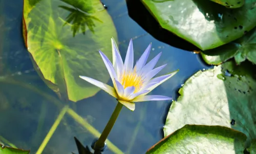 【13920】植物壁纸  2K 高清壁纸2560_1600@青蛙壁纸-笨猫小站
