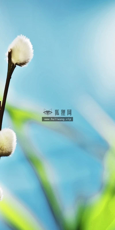 【13921】植物壁纸  2K 高清壁纸2560_1600@青蛙壁纸-笨猫小站