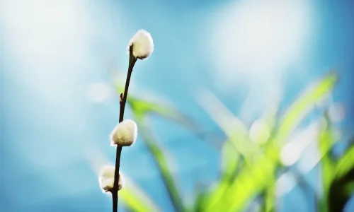 【13921】植物壁纸  2K 高清壁纸2560_1600@青蛙壁纸-笨猫小站