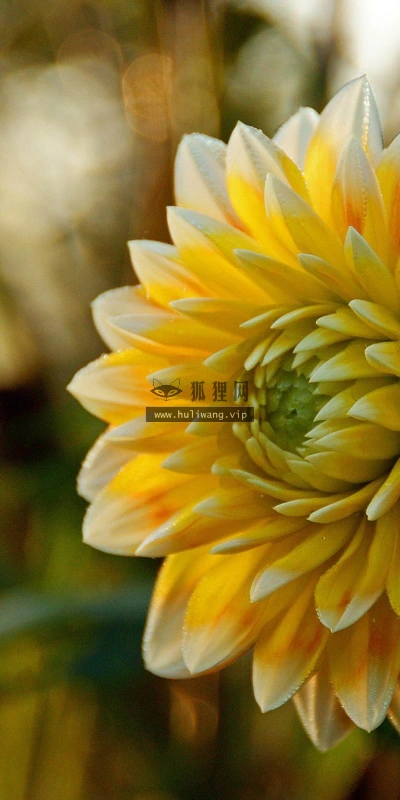 【13922】植物壁纸  2K 高清壁纸2560_1600@青蛙壁纸-笨猫小站
