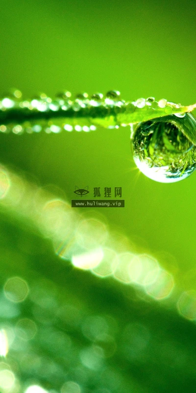 【13923】植物壁纸  2K 高清壁纸2560_1600@青蛙壁纸-笨猫小站