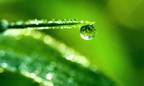 【13923】植物壁纸  2K 高清壁纸2560_1600@青蛙壁纸-笨猫小站