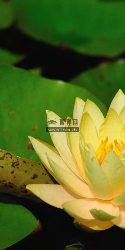 【13924】植物壁纸  2K 高清壁纸2560_1600@青蛙壁纸-笨猫小站