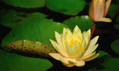 【13924】植物壁纸  2K 高清壁纸2560_1600@青蛙壁纸-笨猫小站