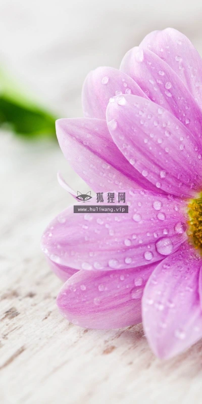 【13925】植物壁纸  2K 高清壁纸2560_1600@青蛙壁纸-笨猫小站