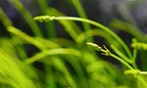 【13926】植物壁纸  2K 高清壁纸2560_1600@青蛙壁纸-笨猫小站