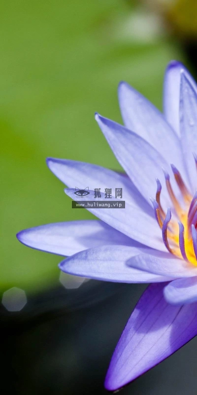 【13928】植物壁纸  2K 高清壁纸2560_1600@青蛙壁纸-笨猫小站