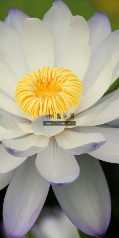 【13929】植物壁纸  2K 高清壁纸2560_1600@青蛙壁纸-笨猫小站