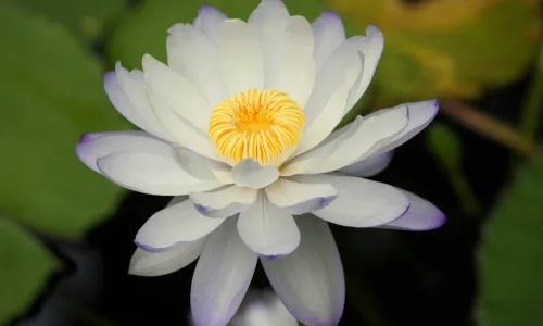 【13929】植物壁纸  2K 高清壁纸2560_1600@青蛙壁纸-笨猫小站