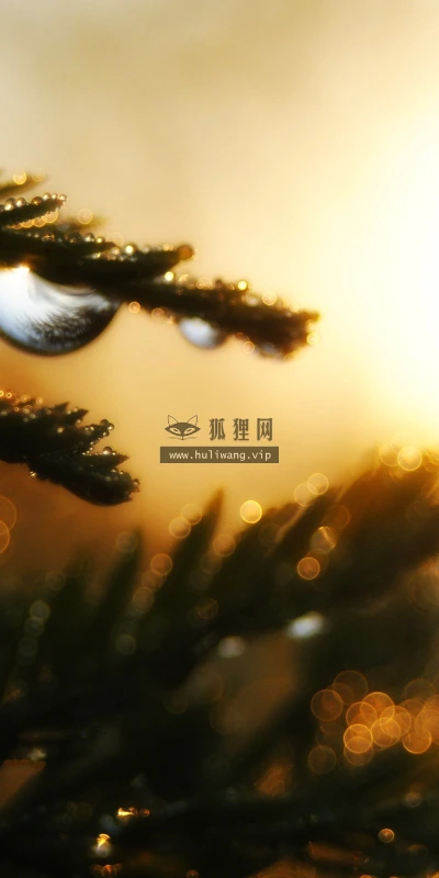 【13930】植物壁纸  2K 高清壁纸2560_1600@青蛙壁纸-笨猫小站