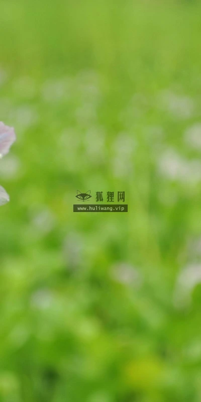 【13931】植物壁纸  2K 高清壁纸2560_1600@青蛙壁纸-笨猫小站