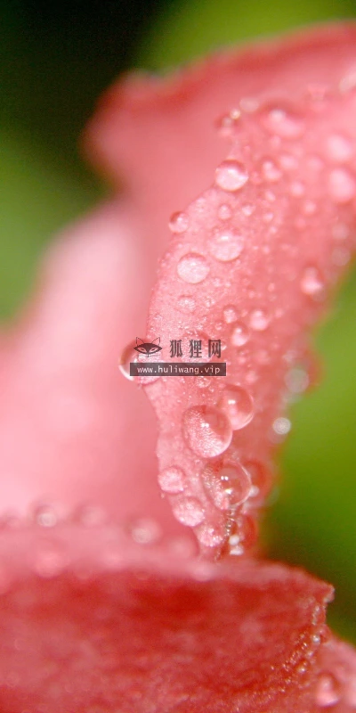 【13932】植物壁纸  2K 高清壁纸2560_1600@青蛙壁纸-笨猫小站