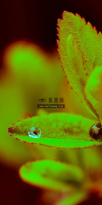 【13933】植物壁纸  2K 高清壁纸2560_1600@青蛙壁纸-笨猫小站