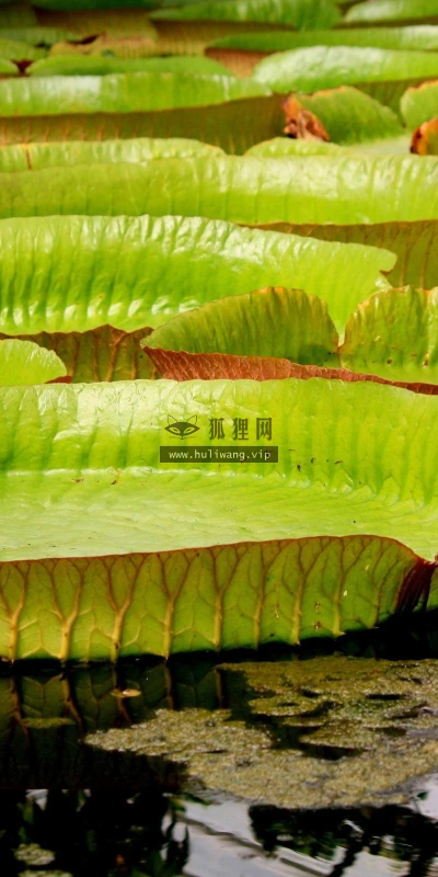 【13934】植物壁纸  2K 高清壁纸2560_1600@青蛙壁纸-笨猫小站