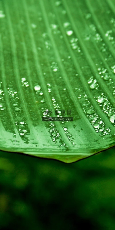 【13937】植物壁纸  2K 高清壁纸2560_1600@青蛙壁纸-笨猫小站