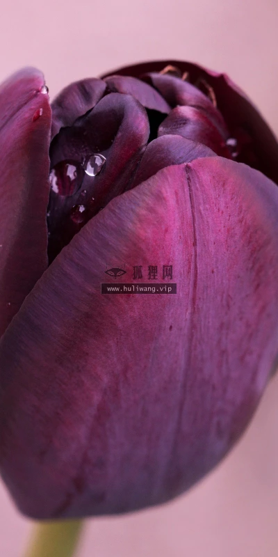 【13938】植物壁纸  2K 高清壁纸2560_1600@青蛙壁纸-笨猫小站