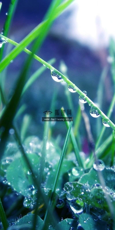 【13939】植物壁纸  2K 高清壁纸2560_1600@青蛙壁纸-笨猫小站