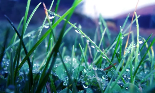 【13939】植物壁纸  2K 高清壁纸2560_1600@青蛙壁纸-笨猫小站