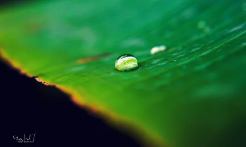 【13940】植物壁纸  2K 高清壁纸2560_1600@青蛙壁纸-笨猫小站