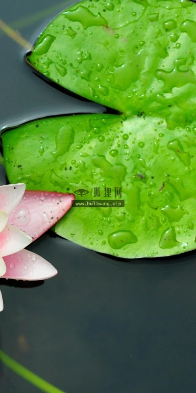 【13941】植物壁纸  2K 高清壁纸2560_1600@青蛙壁纸-笨猫小站