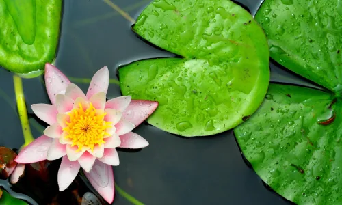 【13941】植物壁纸  2K 高清壁纸2560_1600@青蛙壁纸-笨猫小站