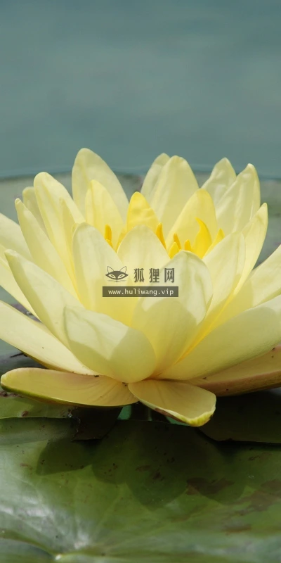 【13943】植物壁纸  2K 高清壁纸2560_1600@青蛙壁纸-笨猫小站