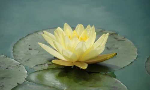 【13943】植物壁纸  2K 高清壁纸2560_1600@青蛙壁纸-笨猫小站