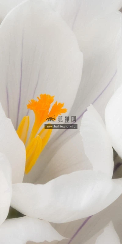 【13944】植物壁纸  2K 高清壁纸2560_1600@青蛙壁纸-笨猫小站