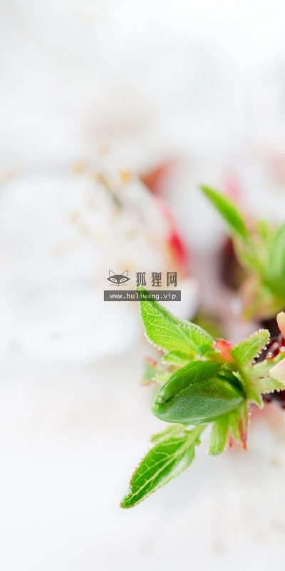 【13945】植物壁纸  2K 高清壁纸2560_1600@青蛙壁纸-笨猫小站