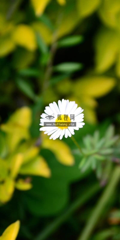 【13946】植物壁纸  2K 高清壁纸2560_1600@青蛙壁纸-笨猫小站