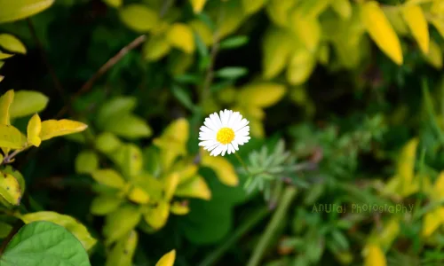 【13946】植物壁纸  2K 高清壁纸2560_1600@青蛙壁纸-笨猫小站