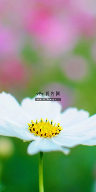 【13947】植物壁纸  2K 高清壁纸2560_1600@青蛙壁纸-笨猫小站
