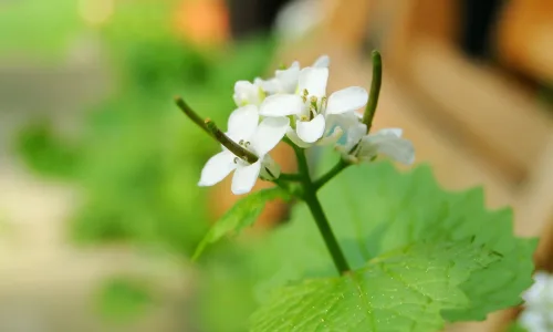 【13948】植物壁纸  2K 高清壁纸2560_1600@青蛙壁纸-笨猫小站