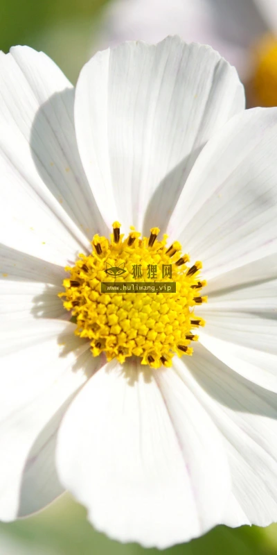 【13949】植物壁纸  2K 高清壁纸2560_1600@青蛙壁纸-笨猫小站