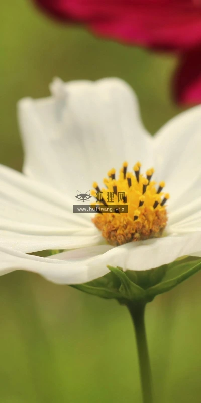 【13950】植物壁纸  2K 高清壁纸2560_1600@青蛙壁纸-笨猫小站