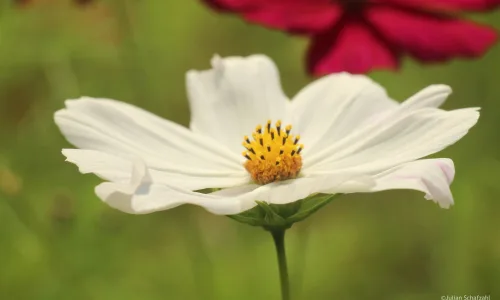 【13950】植物壁纸  2K 高清壁纸2560_1600@青蛙壁纸-笨猫小站