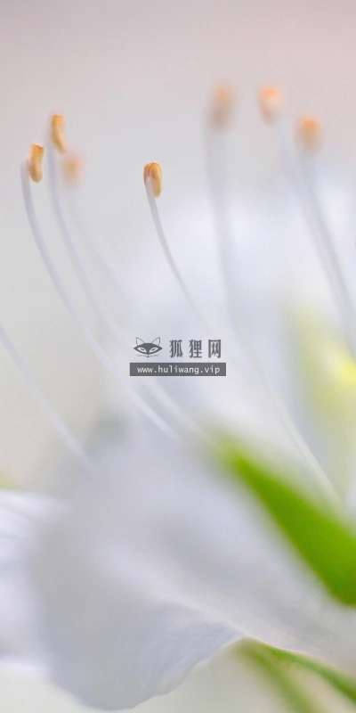 【13952】植物壁纸  2K 高清壁纸2560_1600@青蛙壁纸-笨猫小站