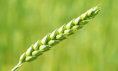 【13954】植物壁纸  2K 高清壁纸2560_1600@青蛙壁纸-笨猫小站