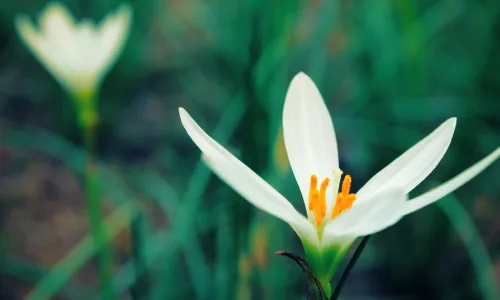 【13955】植物壁纸  2K 高清壁纸2560_1600@青蛙壁纸-笨猫小站
