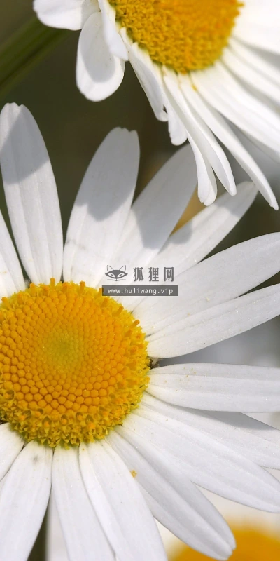 【13956】植物壁纸  2K 高清壁纸2560_1600@青蛙壁纸-笨猫小站