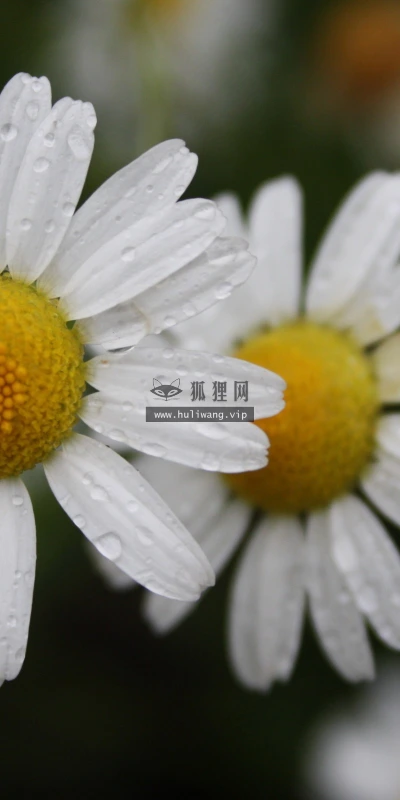 【13957】植物壁纸  2K 高清壁纸2560_1600@青蛙壁纸-笨猫小站