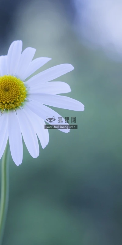 【13958】植物壁纸  2K 高清壁纸2560_1600@青蛙壁纸-笨猫小站