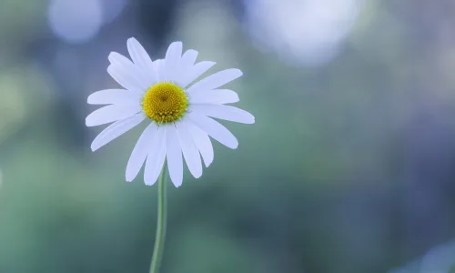 【13958】植物壁纸  2K 高清壁纸2560_1600@青蛙壁纸-笨猫小站