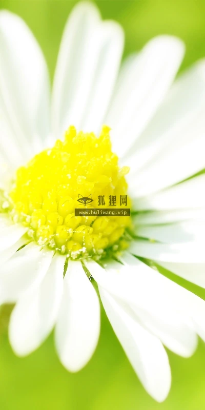 【13961】植物壁纸  2K 高清壁纸2560_1600@青蛙壁纸-笨猫小站