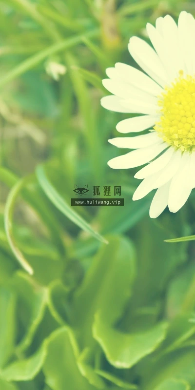 【13963】植物壁纸  2K 高清壁纸2560_1600@青蛙壁纸-笨猫小站