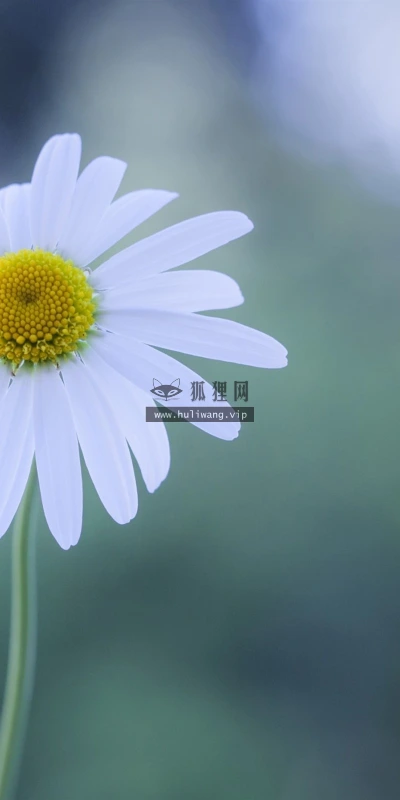 【13965】植物壁纸  2K 高清壁纸2560_1600@青蛙壁纸-笨猫小站