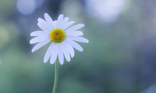 【13965】植物壁纸  2K 高清壁纸2560_1600@青蛙壁纸-笨猫小站
