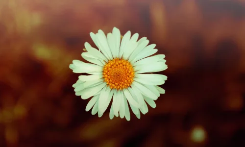 【13966】植物壁纸  2K 高清壁纸2560_1600@青蛙壁纸-笨猫小站